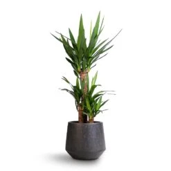 Yucca Elephantipes - Spineless Yucca -Hortology Plants Shop Yucca elephantipes Spineless Yucca 21x90cm Raindrop Tube Round Planter Anthracite 95d2d7c8 2c84 4dbd 8d58 40c76d2dad16
