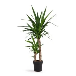 Yucca Elephantipes - Spineless Yucca -Hortology Plants Shop Yucca elephantipes Spineless Yucca 21x95cm 2stems