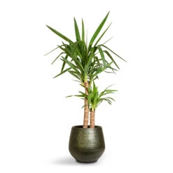 Yucca Elephantipes - Spineless Yucca -Hortology Plants Shop Yucca elephantipes Spineless Yucca 21x95cm 2stems Noor Plant Pot Velvet Green 32x30cm 3d2c3595 56e9 4edf b14c cd2ca6b136a0
