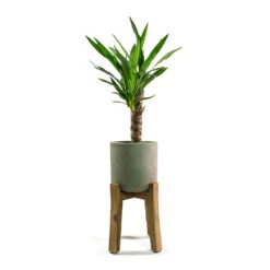 Charlie Plant Pot - Tall Stand - Grey Washed 15 Charlie Plant Pot - Tall Stand - Grey Washed -Hortology Plants Shop Yucca elephantipes Spineless Yucca Patt Plant Pot Low Stand Black Washed