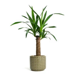 Yucca Elephantipes - Spineless Yucca -Hortology Plants Shop Yucca elephantipes Spineless Yucca Thies Plant Pot Olive Green c12878d5 eee8 41b8 a40f 25046b21a0ee