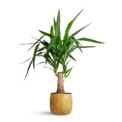 Babet Plant Pot - Camel -Hortology Plants Shop Yucca elephantipes Thick Trunk 19x80cm Babet Plant Pot Camel 21x18cm