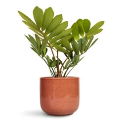 Nine Plant Pot - Blush Pink -Hortology Plants Shop Zamia furfuracea Cardboard Palm 12x30cm Nine Plant Pot Blush Pink 17x15cm 1
