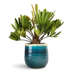 Iris Plant Pot - Turquoise 25 Iris Plant Pot - Turquoise -Hortology Plants Shop Zamia furfuracea Cardboard Palm 12x45cm Iris Plant Pot Turquoise 15x14cm 1