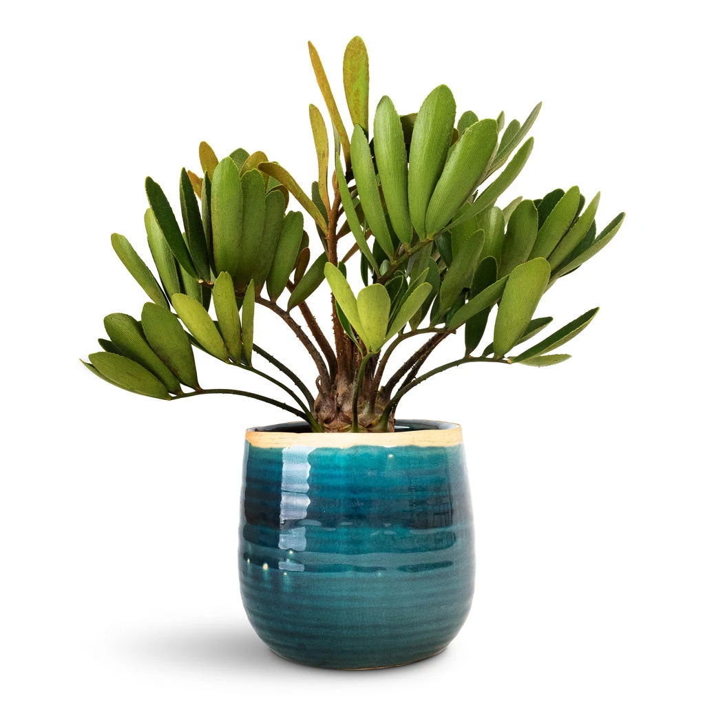 Iris Plant Pot - Turquoise 7 Iris Plant Pot - Turquoise - Image 5