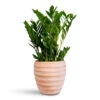 Zamioculcas Zamiifolia - ZZ Plant -Hortology Plants Shop Zamioculcas zamiifolia 17x65cm Beatrice Pot Terracotta 24x24cm