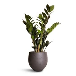Zamioculcas Zamiifolia - Raven ZZ Plant -Hortology Plants Shop Zamioculcas zamiifolia Raven ZZ Plant 14x50cm Mini Orb Kevan Plant Pot Black Washed 18x15cm