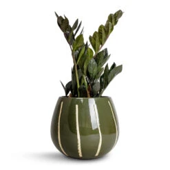 Zamioculcas Zamiifolia - Raven ZZ Plant -Hortology Plants Shop Zamioculcas zamiifolia Raven ZZ Plant 14x50cm Nova Plant Pot Green 23x18cm 5d1fd0e5 fb54 4b8a b406 74446cfba4b5
