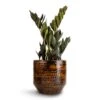 Zamioculcas Zamiifolia - Raven ZZ Plant 2 Zamioculcas Zamiifolia - Raven ZZ Plant -Hortology Plants Shop Zamioculcas zamiifolia Raven ZZ Plant 14x50cm Sanna Plant Pot Savanna 18x17cm 1