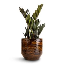 Sanna Plant Pot - Savanna -Hortology Plants Shop Zamioculcas zamiifolia Raven ZZ Plant 14x50cm Sanna Plant Pot Savanna 18x17cm 1 caa813fb a73a 4a09 abf9 13f15c1488c1