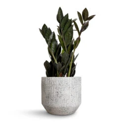 Zamioculcas Zamiifolia - Raven ZZ Plant -Hortology Plants Shop Zamioculcas zamiifolia Raven ZZ Plant 14x50cm Solento Plant Pot White Speckle 16x14cm 99d6eac6 4cf0 4cc6 ab1b 22c62ec6a215