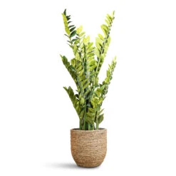 Cody Plant Pot - Straw Grass -Hortology Plants Shop Zamioculcas zamiifolia ZZ Artificial 130cm 15 stems Cody Pot Straw Grass 33x32cm
