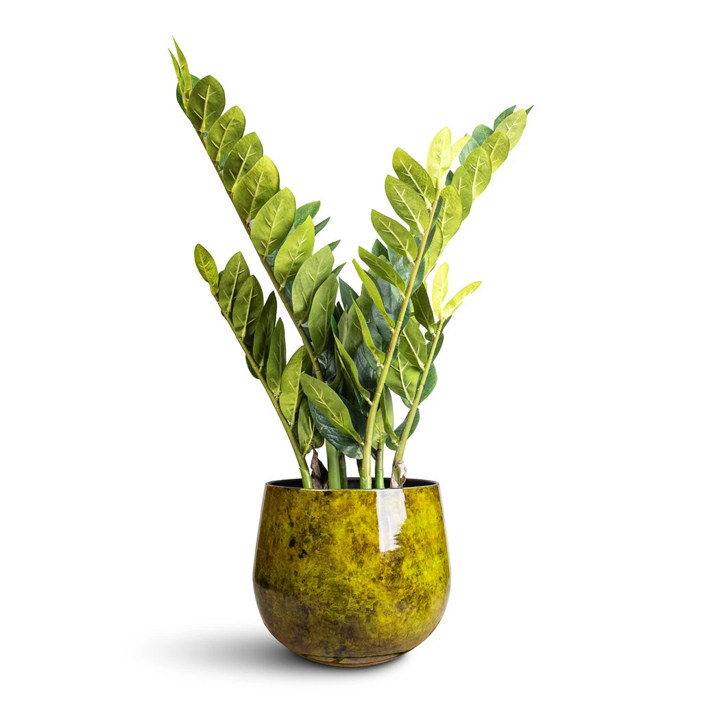Emmie Metal Plant Pot - Mystic Yellow 6 Emmie Metal Plant Pot - Mystic Yellow - Image 4