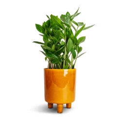 Pisa Plant Pot - Mustard 16 Pisa Plant Pot - Mustard -Hortology Plants Shop Zamioculcas zamiifolia ZZ Plant 14x40cm Pisa Plant Pot Mustard 16x19cm