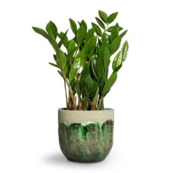 Hortology Plants Shop -Hortology Plants Shop Zamioculcas zamiifolia ZZ Plant 14x50cm Moon Plant Pot Jungle 17x15cm