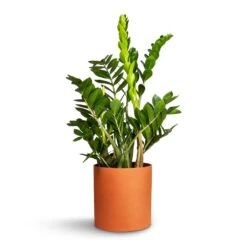 Puk Refined Planter - Canyon Orange 14 Puk Refined Planter - Canyon Orange -Hortology Plants Shop Zamioculcas zamiifolia ZZ Plant 21x80cm Puk Refined Planter CanyonOrange 25x24.5cm da2dc062 e4ee 4e46 a4fc 89e0036e5c56