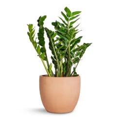 Terracotta Plant Pot 15 Terracotta Plant Pot -Hortology Plants Shop Zamioculcas zamiifolia ZZ Plant 27x100cm Terracotta Plant Pot 38x33cm 95f398d2 dec7 49bc a69e cd2e85772cb5