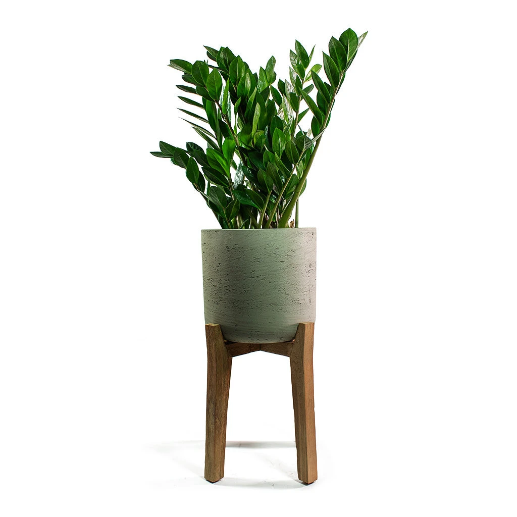 Charlie Plant Pot - Tall Stand - Grey Washed 9 Charlie Plant Pot - Tall Stand - Grey Washed - Image 7
