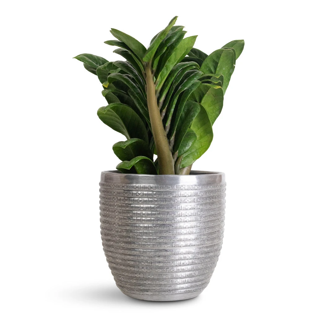 Elise Metal Plant Pot - Lead 8 Elise Metal Plant Pot - Lead - Image 6