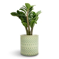 Morocco Plant Pot - Jade Green Celadon 10 Morocco Plant Pot - Jade Green Celadon -Hortology Plants Shop Zamioculcas zamiifolia Zenzi Zenzi ZZ Plant 11x30cm Morocco Plant Pot Jade Green Celadon 14x12cm 63d10ad7 6f01 44c3 9e74 549c072647d6