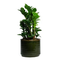 Zamioculcas Zamiifolia Zenzi - Zenzi ZZ Plant 19 Zamioculcas Zamiifolia Zenzi - Zenzi ZZ Plant -Hortology Plants Shop Zamioculcas zamiifolia Zenzi Zenzi ZZ Plant Jordy Plant Pot Forest Green f215a614 2926 4452 9f70 c8a3535e06b0