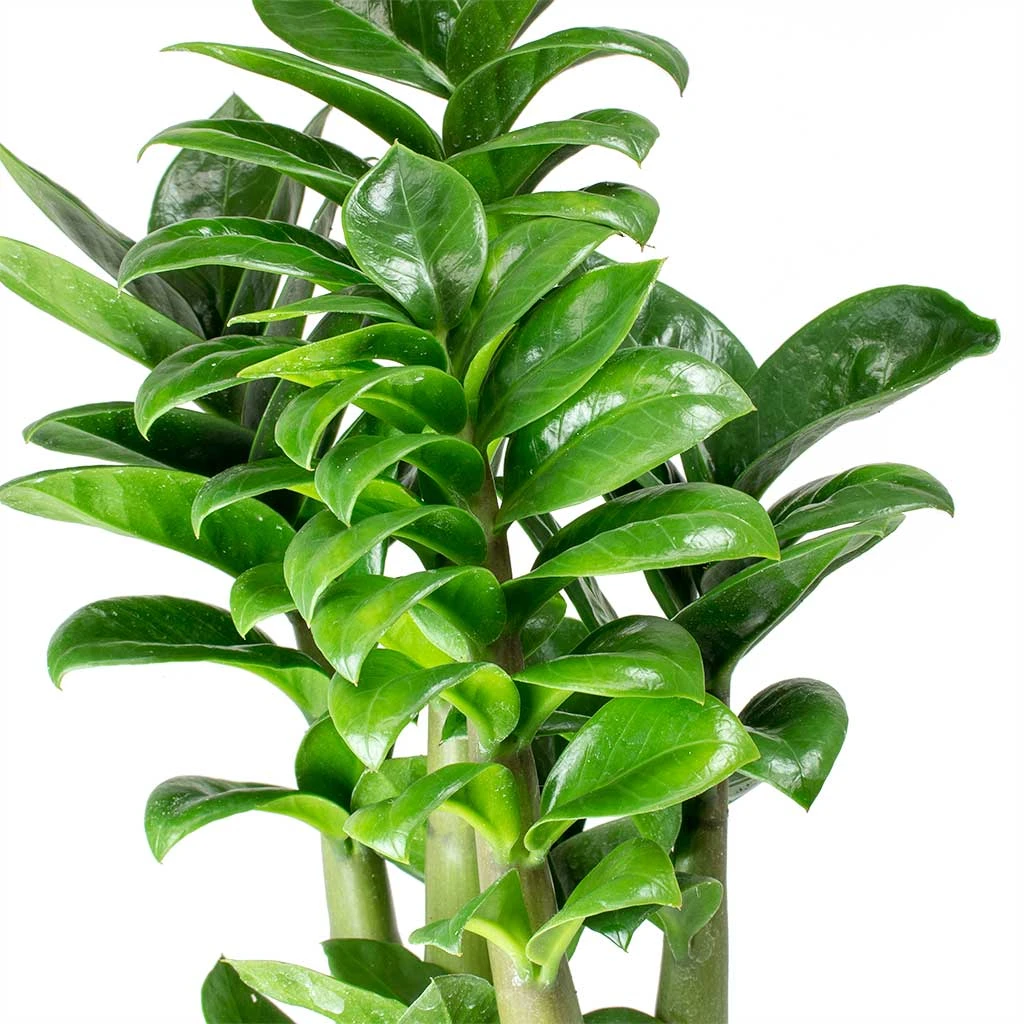 Zamioculcas Zamiifolia Zenzi - Zenzi ZZ Plant 4 Zamioculcas Zamiifolia Zenzi - Zenzi ZZ Plant - Image 2