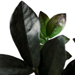 Zamioculcas Zamiifolia - Raven ZZ Plant -Hortology Plants Shop Zamioculcaszamiifolia RavenZZPlant 1