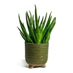 Aloe Vera Clumb -Hortology Plants Shop aloe vera clumb bekka Plant Pot mint