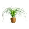 Beaucarnea - Pony Tail Palm - Head 1 Beaucarnea - Pony Tail Palm - Head -Hortology Plants Shop beaucarnea pony tail palm head karlijn camel plant pot d95d9c55 7800 4e17 9bff 2f29531c82b5