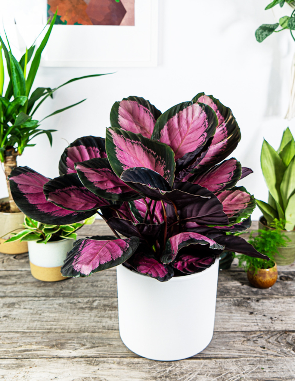 Hortology Plants Shop -Hortology Plants Shop calathea roseopicta rosy