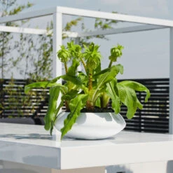 Tara Essentials Bowl Planter - Matt White 12 Tara Essentials Bowl Planter - Matt White -Hortology Plants Shop essential glossy tara 1