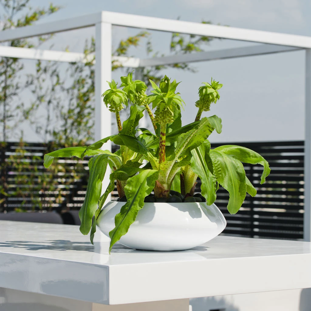 Tara Essentials Bowl Planter - Matt White 6 Tara Essentials Bowl Planter - Matt White - Image 4