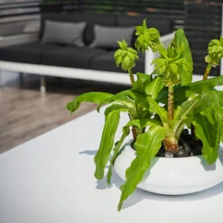 Tara Essentials Bowl Planter - Matt White 14 Tara Essentials Bowl Planter - Matt White -Hortology Plants Shop essential glossy tara 2