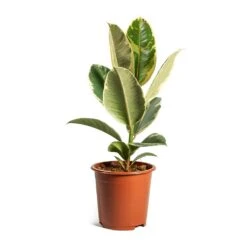 Ficus Elastica Tineke - Variegated Rubber Plant -Hortology Plants Shop ficus elastica tineke plant 17cm