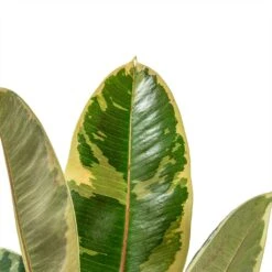 Ficus Elastica Tineke - Variegated Rubber Plant -Hortology Plants Shop ficus elastica tineke plant 17cm close up