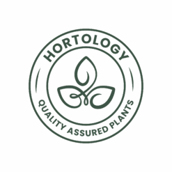 Cordyline Fruticosa Glauca - Green Ti Plant 25 Cordyline Fruticosa Glauca - Green Ti Plant -Hortology Plants Shop hortology quality assured houseplants b702fbd1 e035 4a2b 97cd e4cd262ee68d