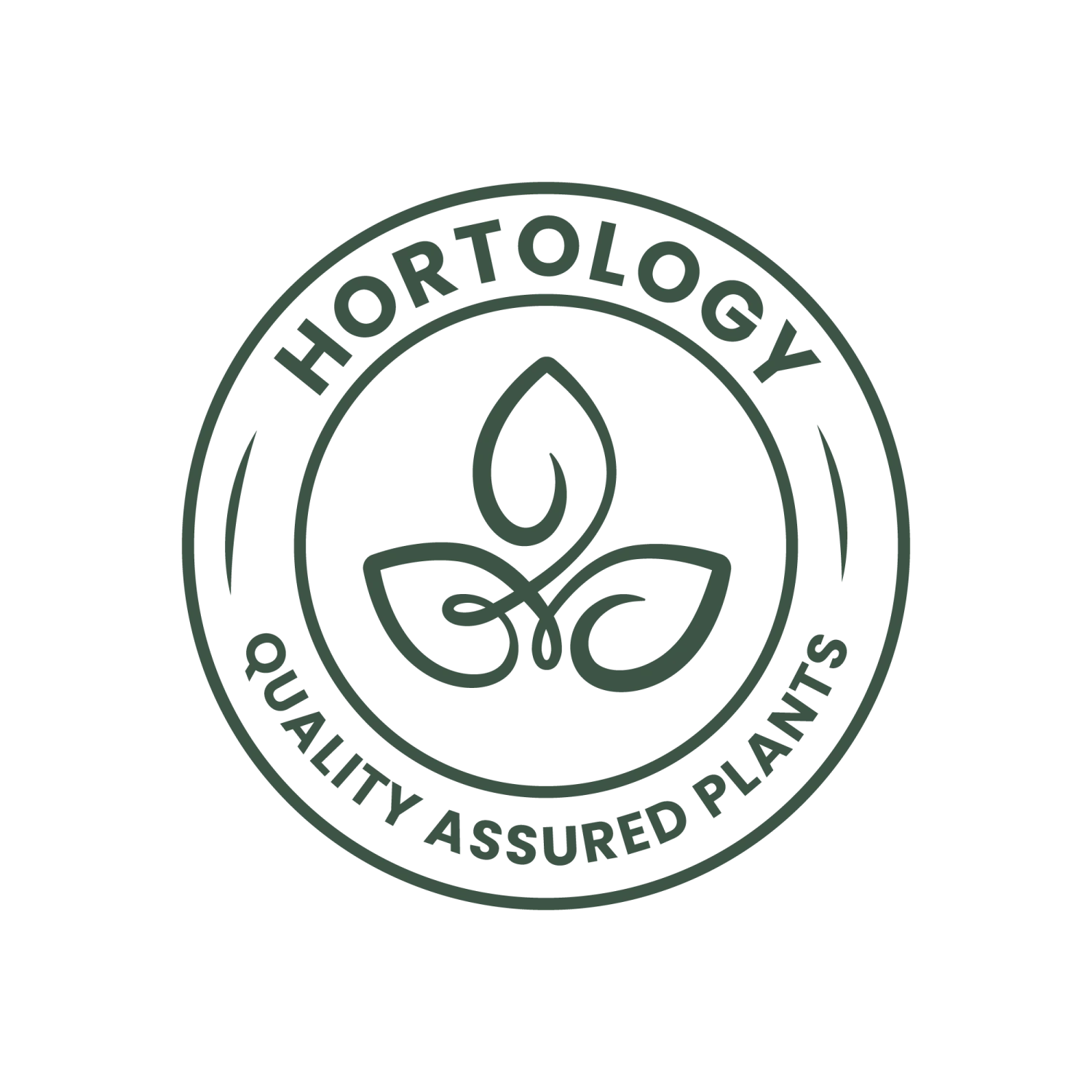 Cordyline Fruticosa Glauca - Green Ti Plant 14 Cordyline Fruticosa Glauca - Green Ti Plant - Image 12