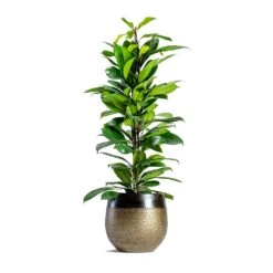 Ficus Cyathistipula - African Fig -Hortology Plants Shop mya deep champagne plant pot Ficus cyathistipula African Fig 6734eb21 2b4c 4074 86b7 66f17006147e