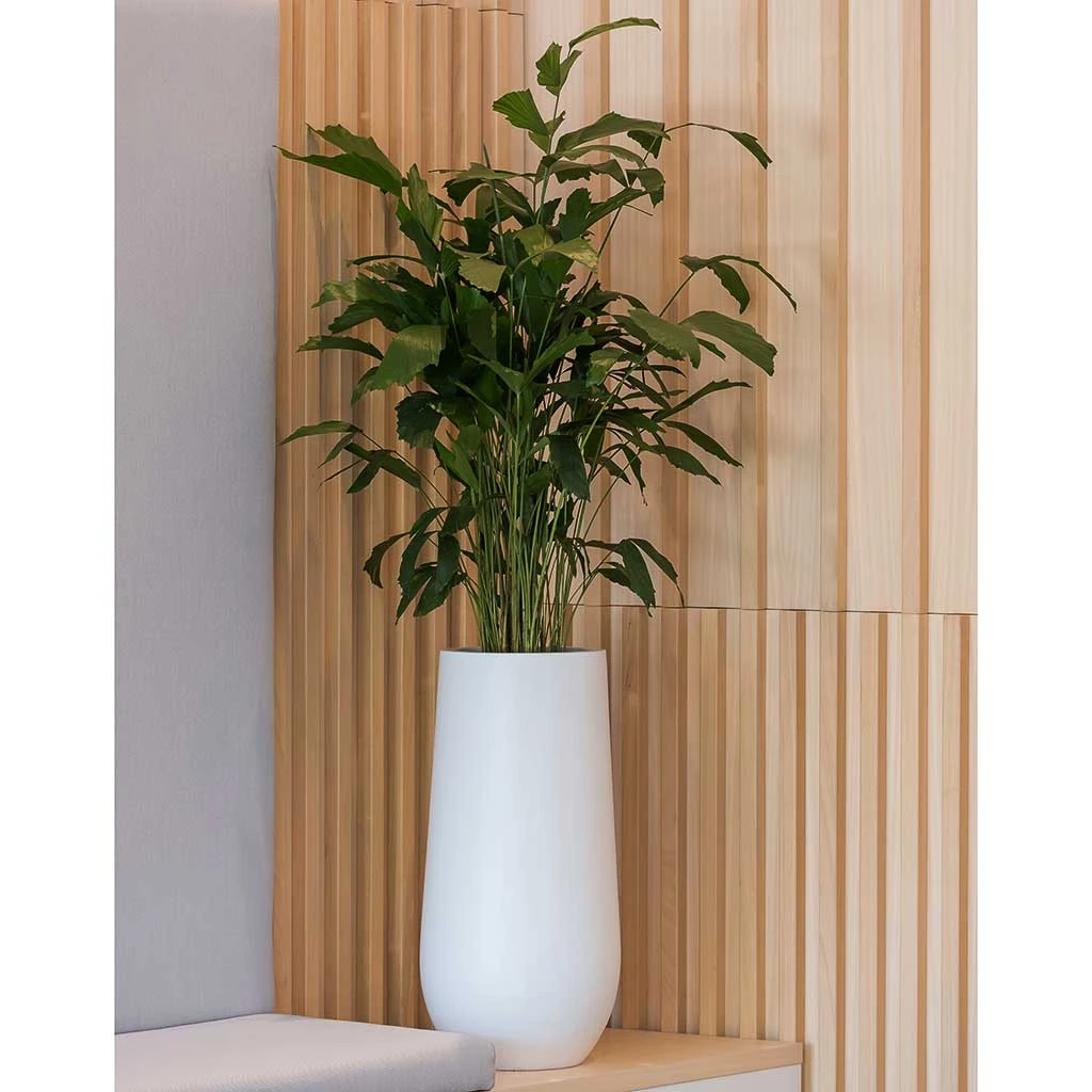 Nax Essentials Tall Planter - Matt White 5 Nax Essentials Tall Planter - Matt White - Image 3
