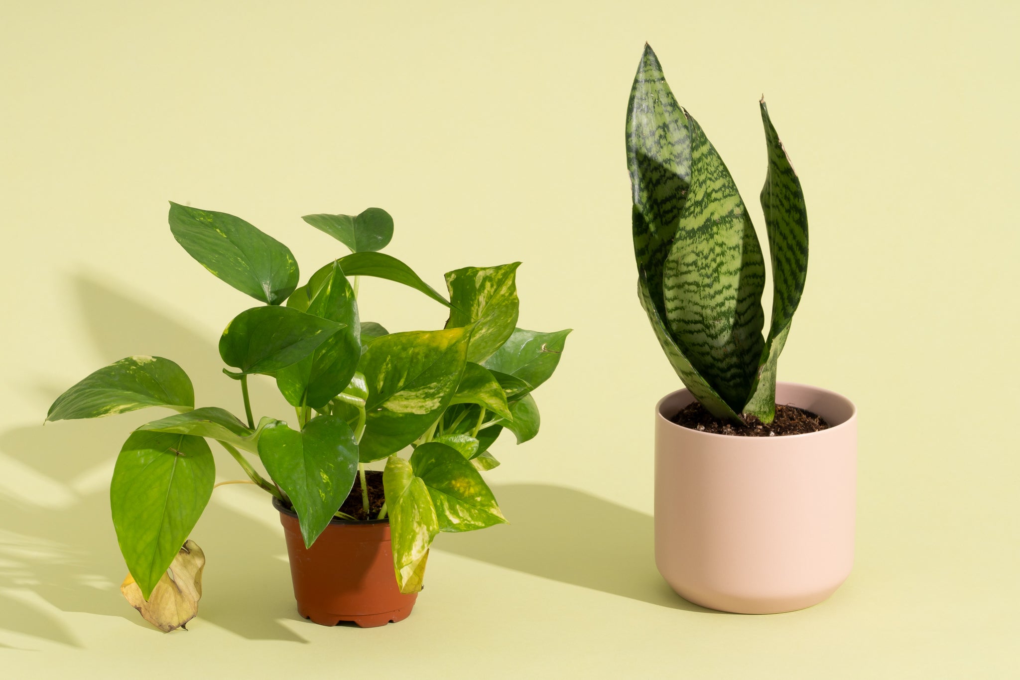 Hortology Plants Shop -Hortology Plants Shop plantsonline 2048px 8456