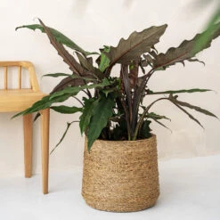 Patt Plant Pot - Straw Grass -Hortology Plants Shop pottery pots Patt straw 2