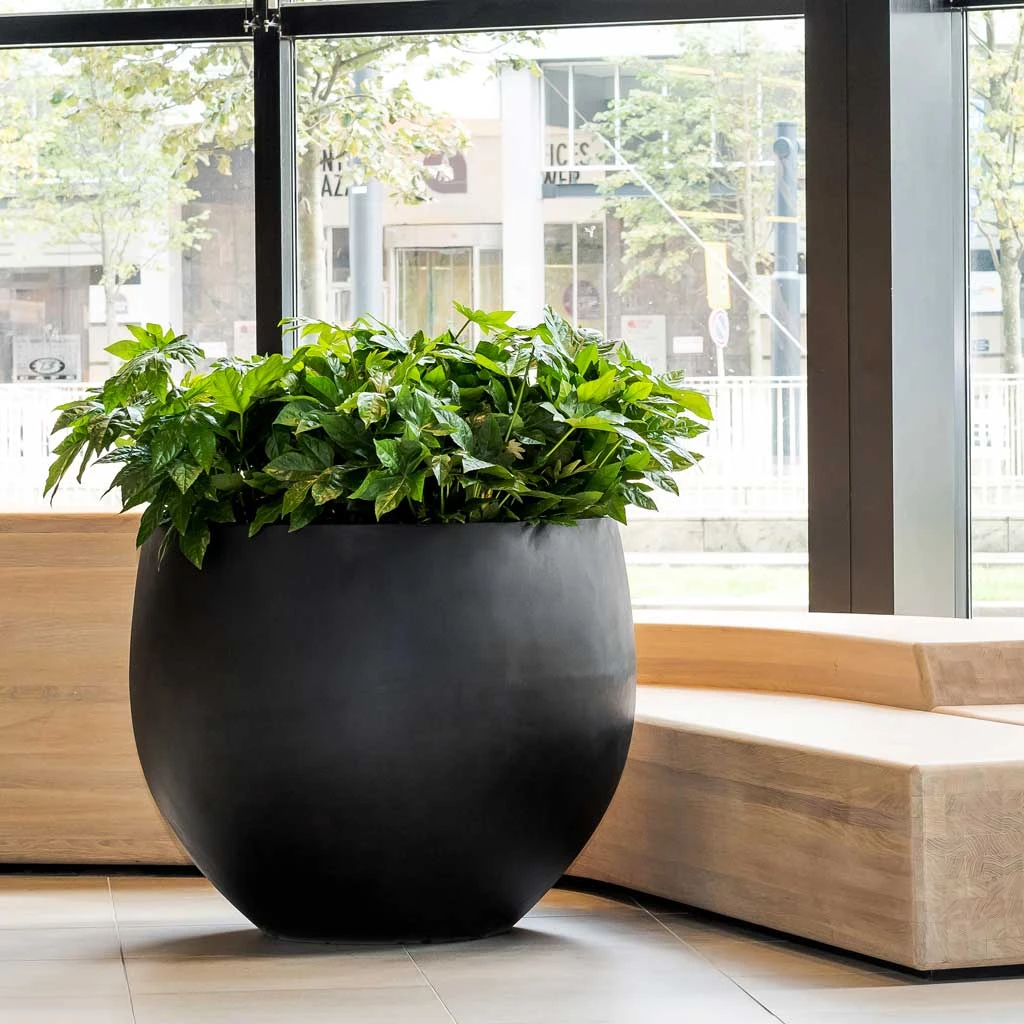 Jumbo Orb Natural Planter - Black 4 Jumbo Orb Natural Planter - Black - Image 2