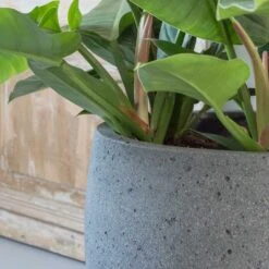 Mini Orb Cement & Stone Plant Pot - Granite Grey 12 Mini Orb Cement & Stone Plant Pot - Granite Grey -Hortology Plants Shop pottery pots stone orb 2
