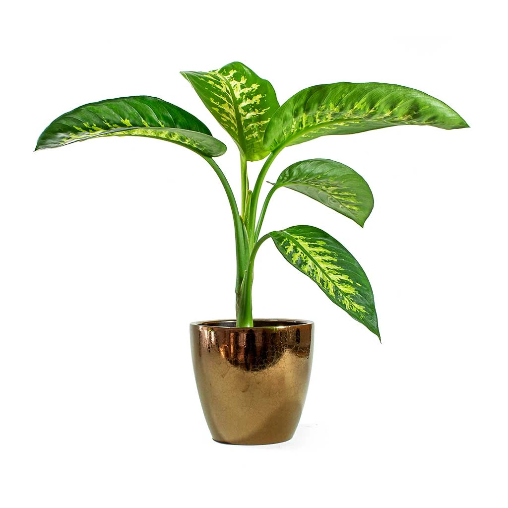 Dieffenbachia Seguine Tropic Snow - Dumb Cane 8 Dieffenbachia Seguine Tropic Snow - Dumb Cane - Image 6