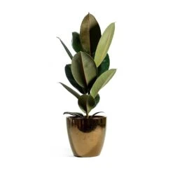 Ficus Elastica Abidjan - Burgundy Rubber Plant -Hortology Plants Shop sven gold Ficus elastica Abidjan Rubber Plant eeefde7c a0a4 4859 a9bc ef58892ffc95